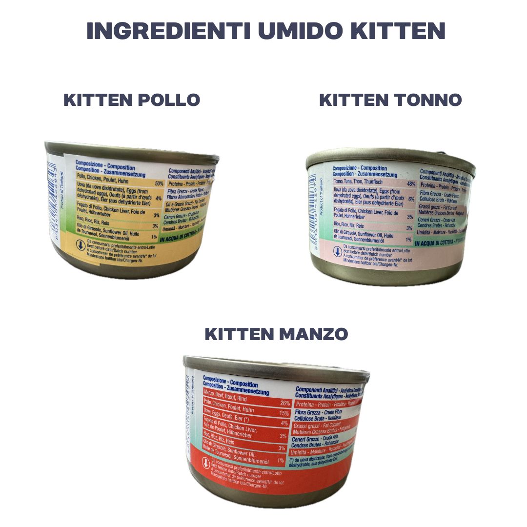 BOX MISTO UMIDO/SECCO KITTEN
