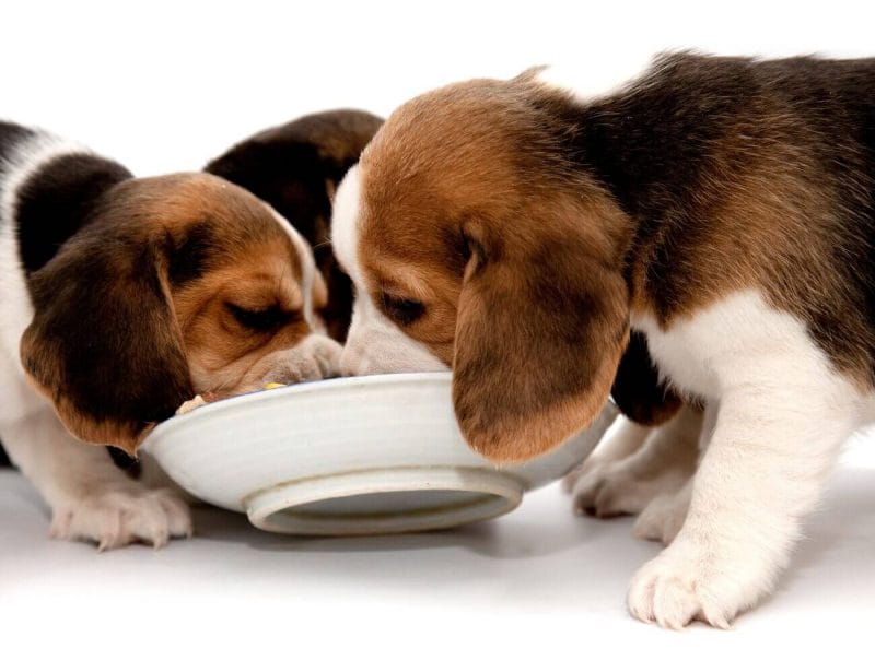 COSA MANGIANO I CUCCIOLI DI CANE DURANTE LA CRESCITA