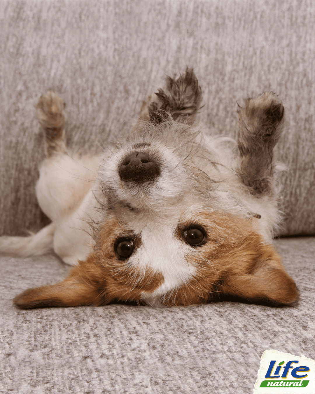 Come pulire le zampe del tuo cane senza infastidirlo