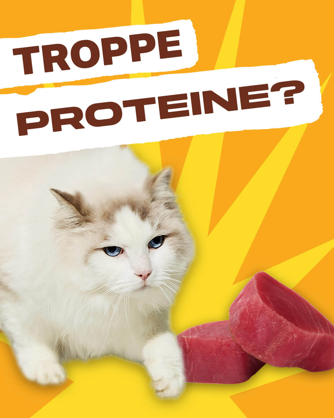 FAKE NEWS: troppe proteine fanno male ai reni del mio gatto?