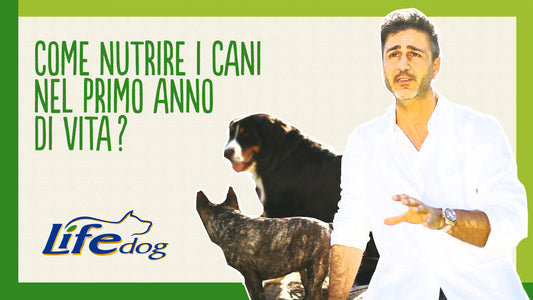 Come scegliere l’alimentazione del cucciolo nel primo anno di vita?