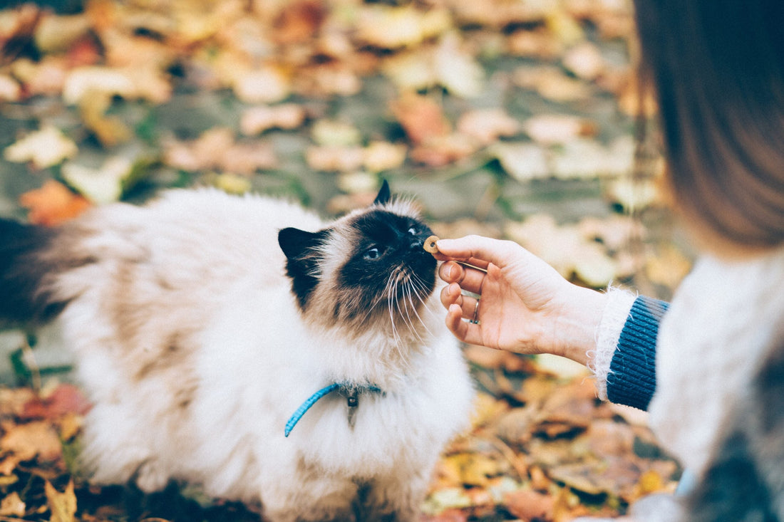 Educare il proprio Gatto è possibile? Ecco i Consigli per riuscirci