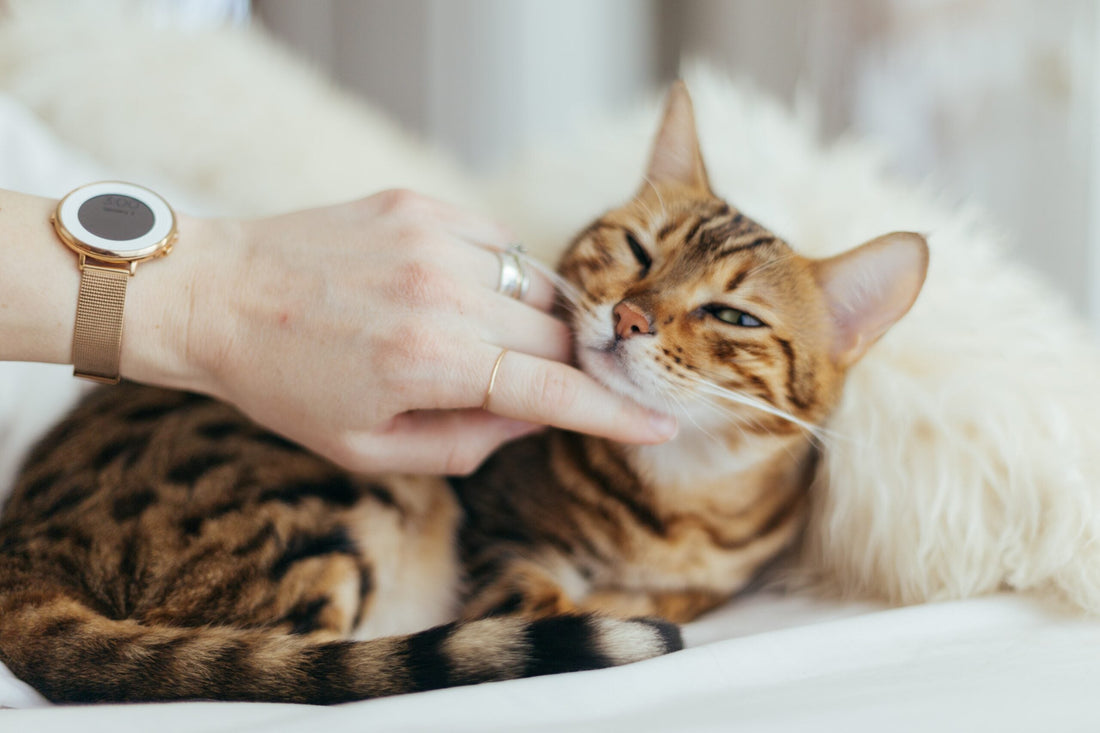 Come Comunicare al meglio con il nostro Gatto