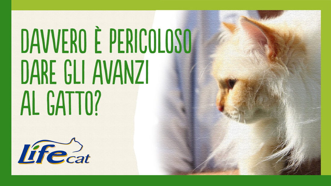 Dare gli avanzi al gatto è pericoloso?