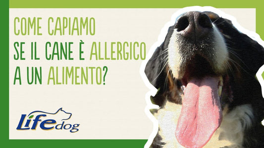 Come capire se un cane è allergico ad un alimento