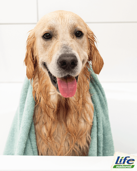 Bagnetto felice: trucchi e consigli per rendere piacevole il bagno al tuo cane!