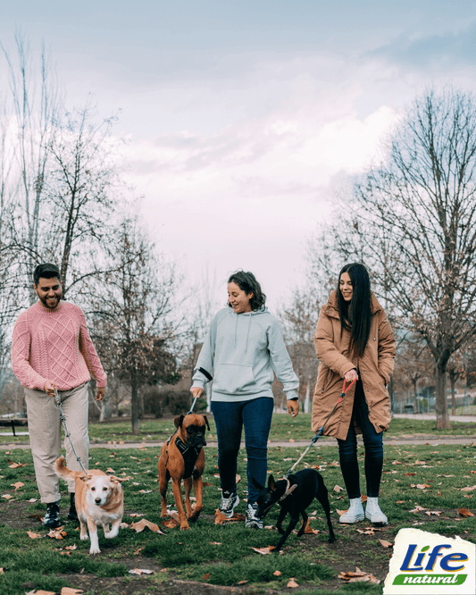 Il potere della socializzazione: perché far giocare il tuo cucciolo con altri cani