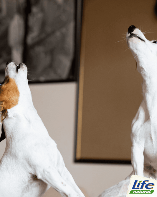 Il tuo cane parla, ma riesci a comprenderlo?