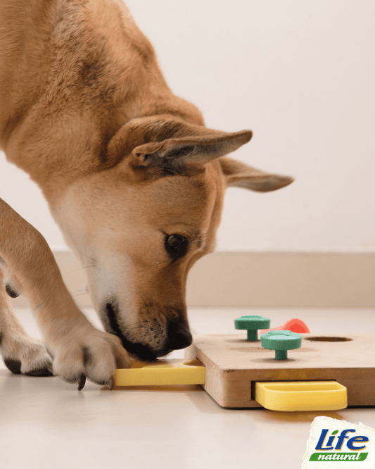 Dai un boost alla mente del tuo cane con questi giochi per l’attivazione mentale
