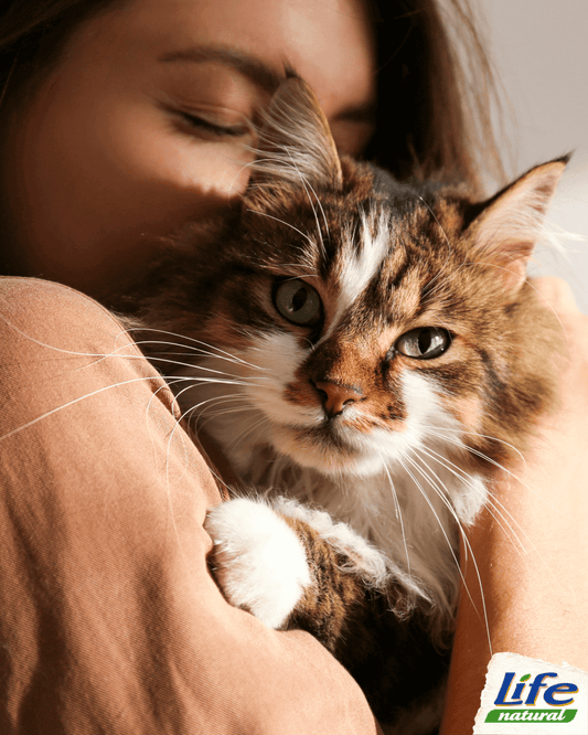 Coccole, Gioco e Cura: ecco come far crescere il tuo gatto nel migliore dei modi
