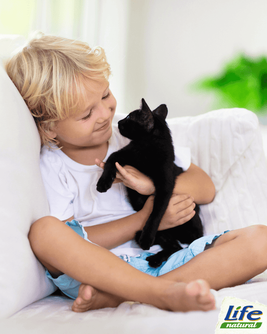 Il gatto nero non porta sfortuna! Scopriamo il fascino e le leggende