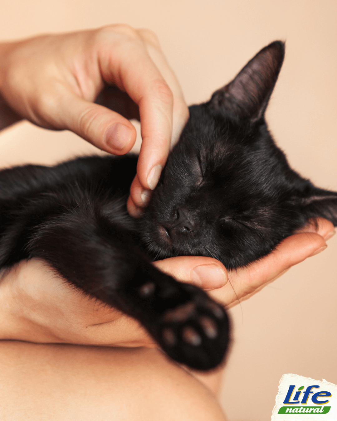 I nascondigli preferiti dove riposano i gatti