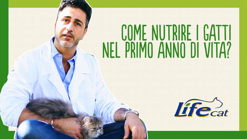 Come nutrire il gatto nel primo anno di vita?