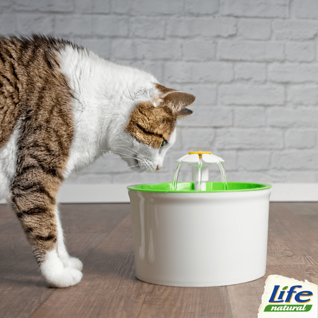 Come incentivare il gatto a bere di più?