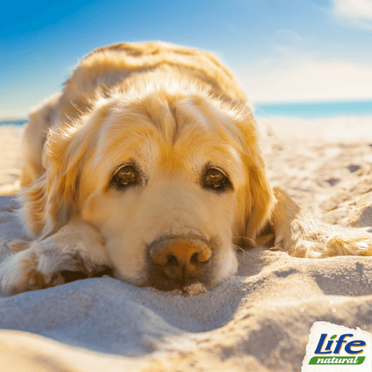 Come prevenire il colpo di calore per il tuo cane