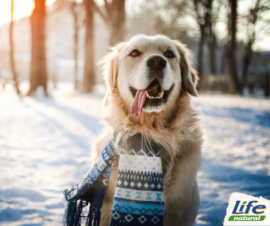 Come proteggere il cane dal freddo?
