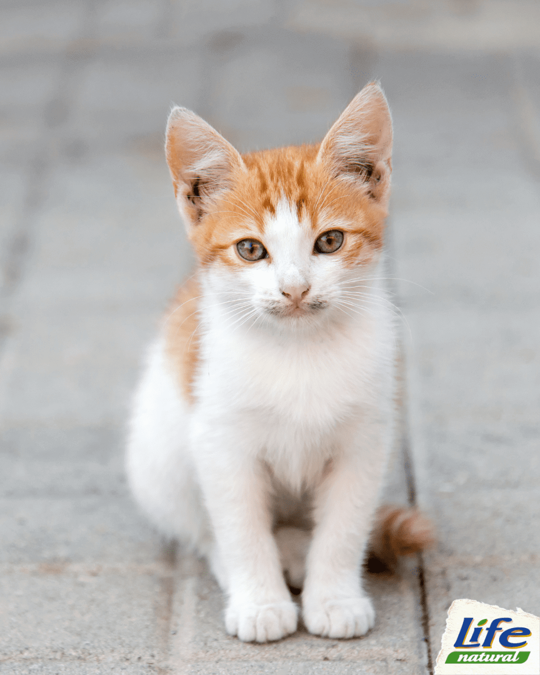 5 consigli per adottare un gatto randagio