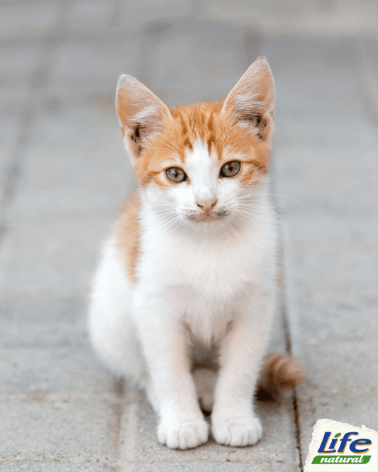 5 consigli per adottare un gatto randagio