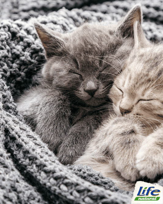 Come e quando svezzare il tuo gatto