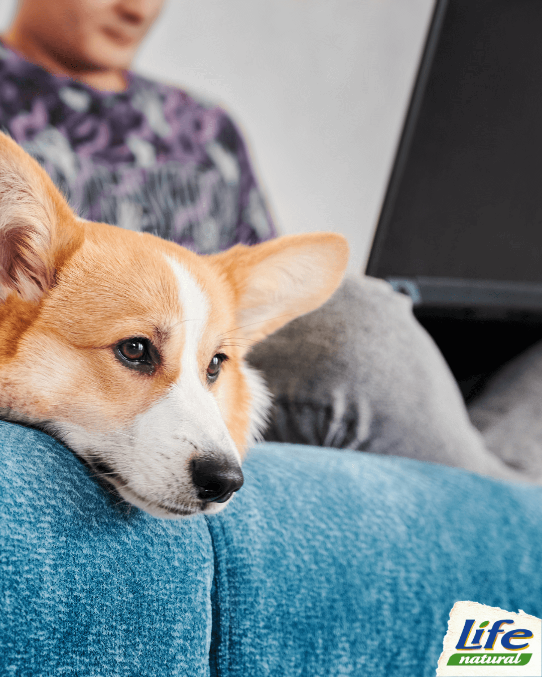 Come gestire la gelosia dei cani
