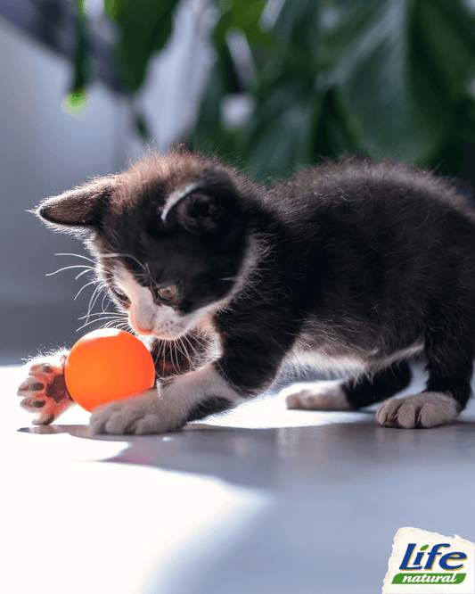 Guida pratica alla scelta del giocattolo giusto per il vostro gatto