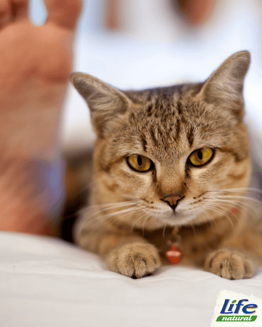 Perché il tuo gatto ama mordere i piedi? Una spiegazione felina