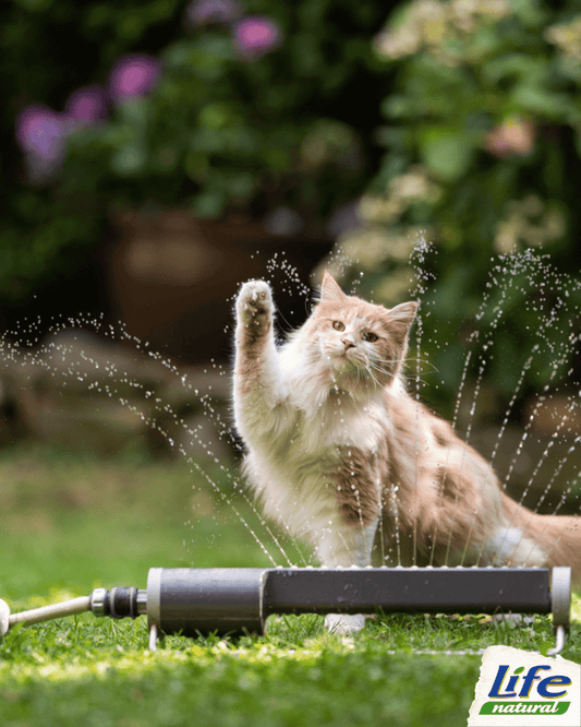 Sapevi che non tutti i gatti odiano l’acqua?