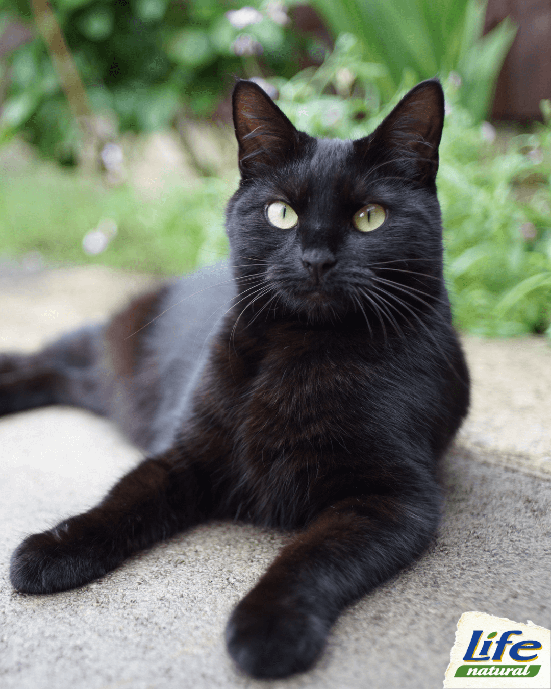 Origini e caratteristiche del Bombay, il “gatto pantera”