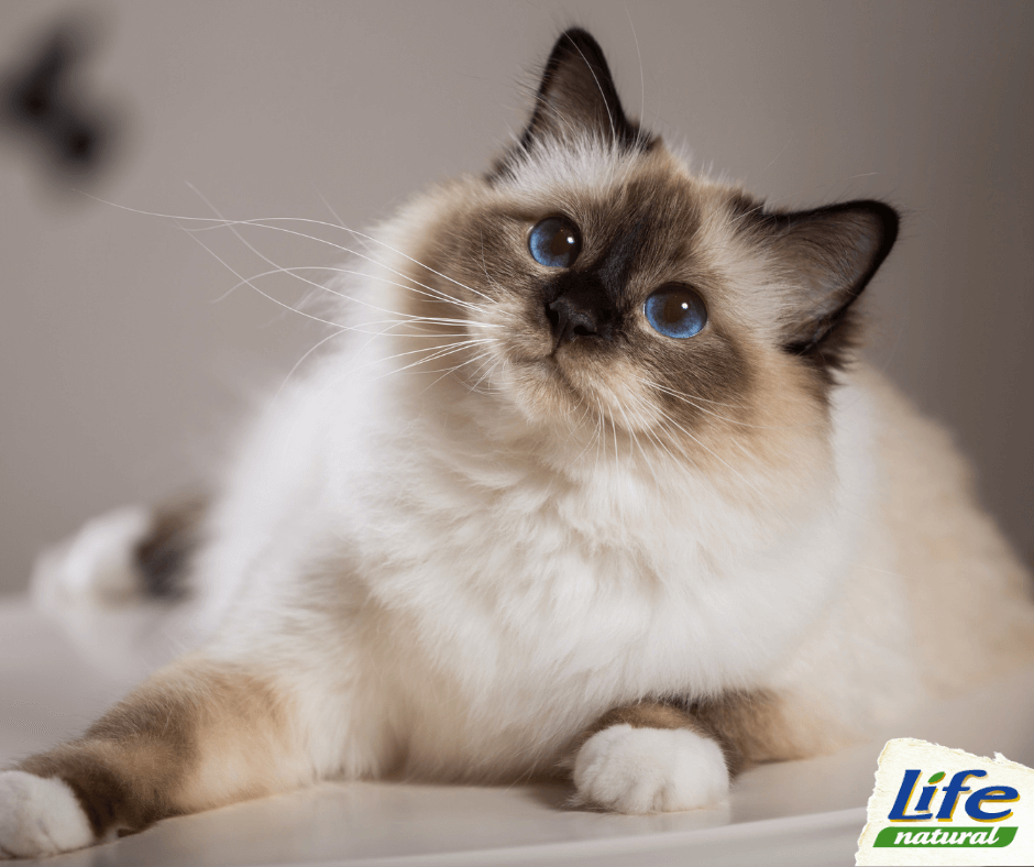 Come capire quando il gatto è felice?