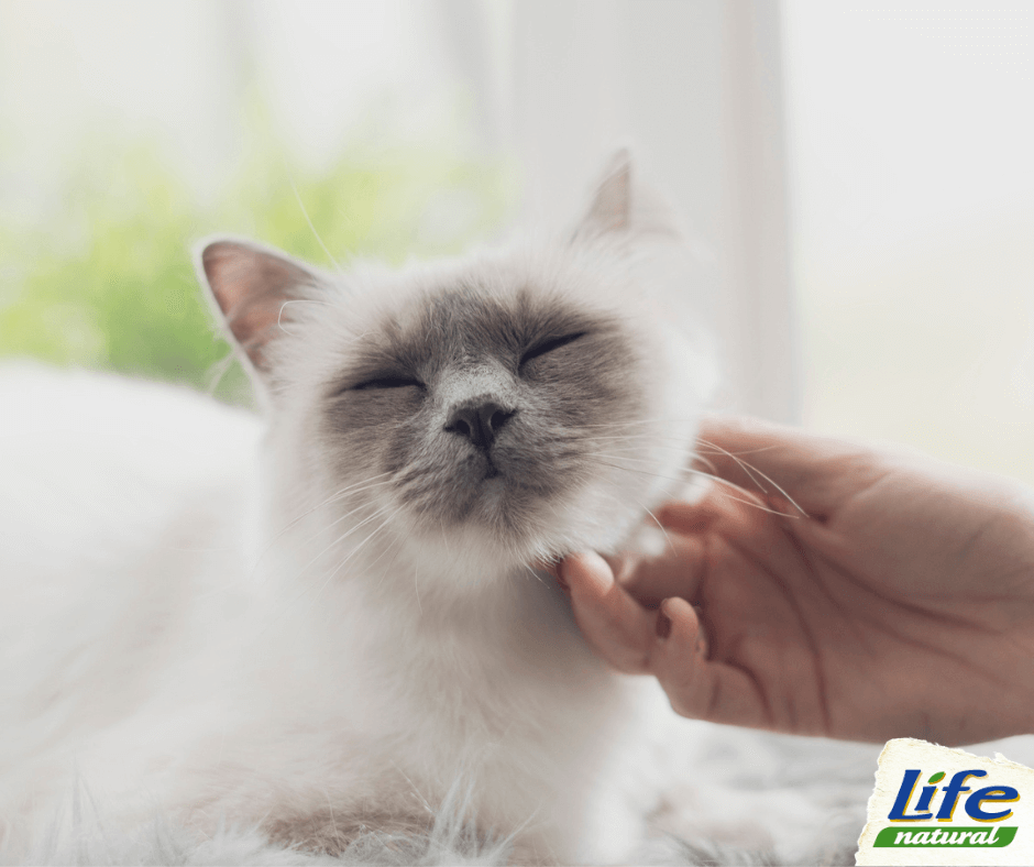 Come interpretare il linguaggio corporeo del gatto