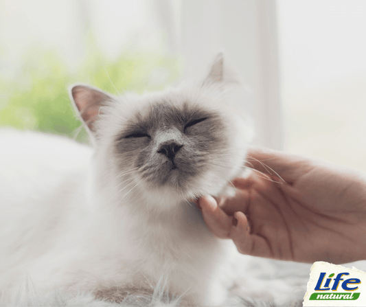 Come interpretare il linguaggio corporeo del gatto