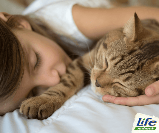 I 5 motivi che portano il gatto a dormire con noi