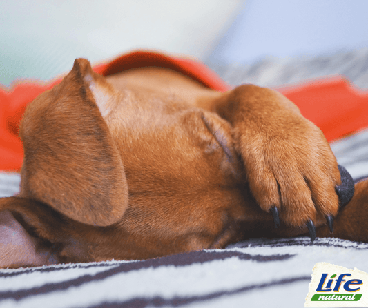 I 5 comportamenti involontari che infastidiscono il cane