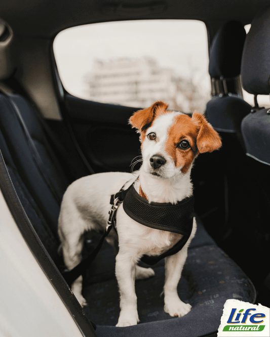 Consigli per un viaggio in auto con il tuo amico a quattro zampe