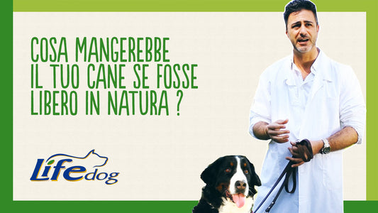 Cosa mangerebbe il cane se fosse libero in natura?