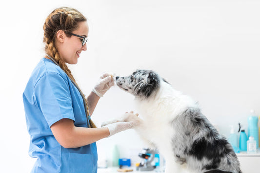 Spese Veterinarie e Detrazioni: tutte le Novità del 2020