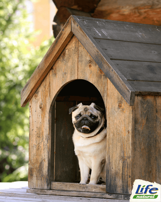 Prepara la cuccia per proteggere il tuo cane dal caldo