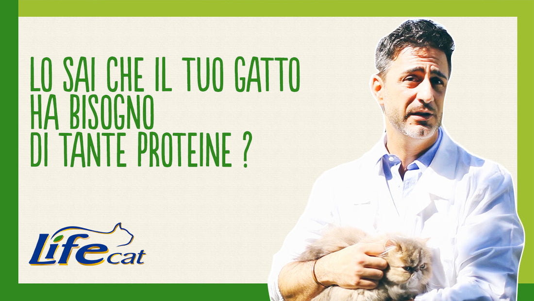 Di quante proteine ha bisogno il gatto?