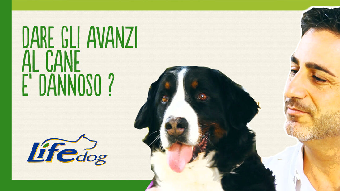 Si possono dare gli avanzi al cane?