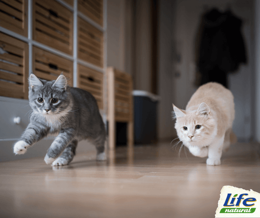 Come accogliere un nuovo gatto in casa?