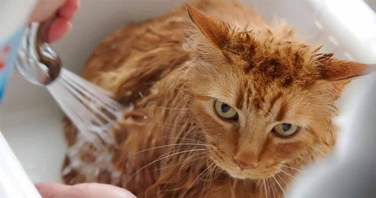 È necessario fare il bagno al gatto?