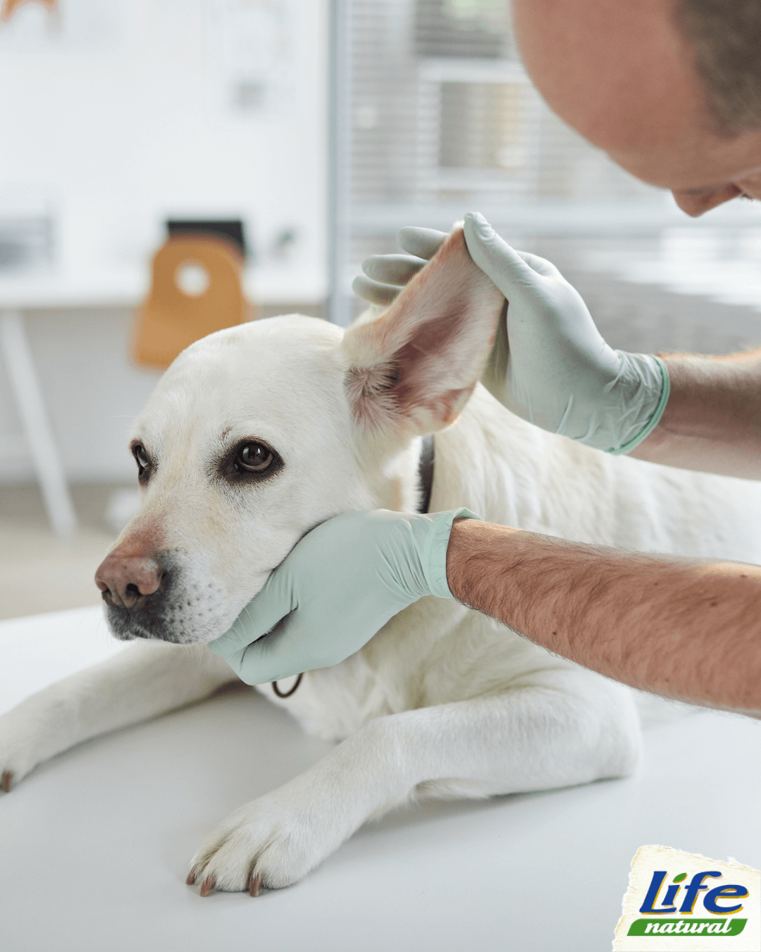 Cani e orecchie: sai come pulirle?