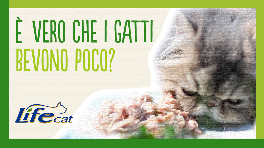 Il gatto beve poco? Qualche consiglio utile