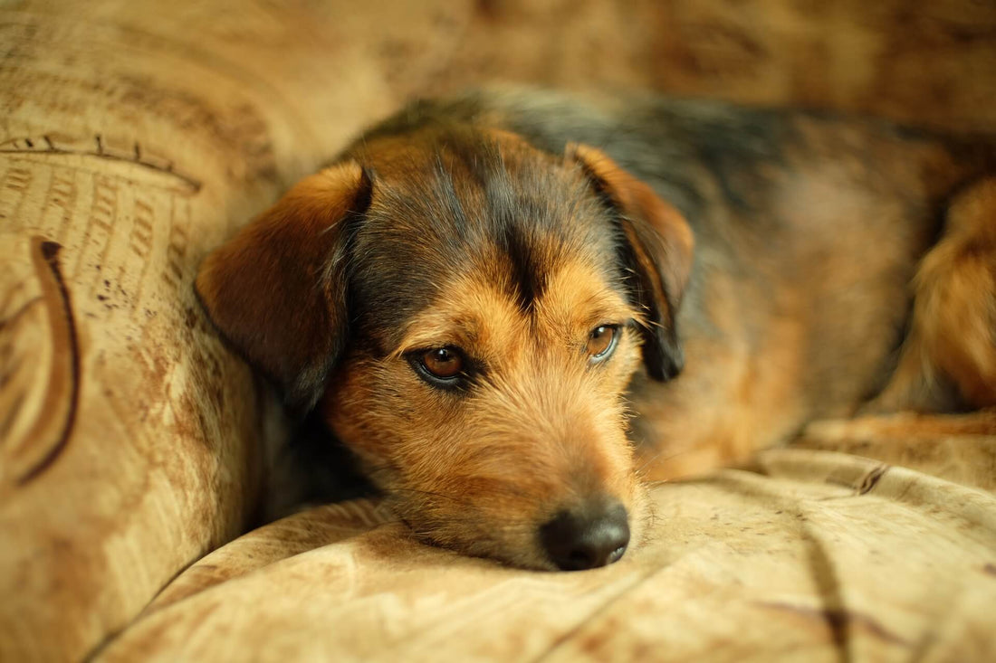Un Cane può essere Triste? Quali sono le Cause?
