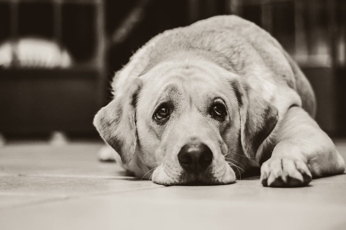 Come capire se il Cane è triste e cosa fare: segnali e rimedi.