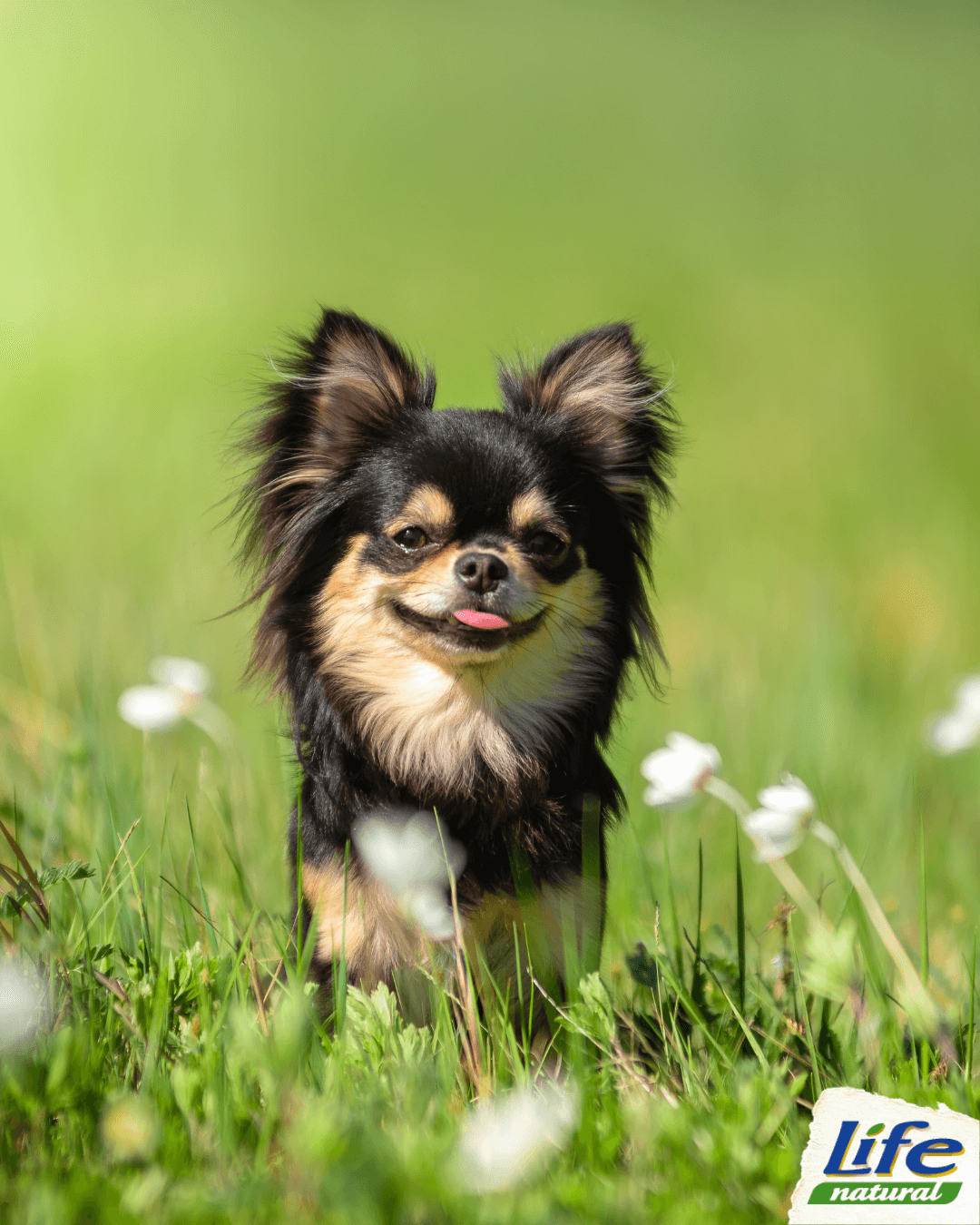 La storia del Chihuahua, un cane piccolo…ma con tanta personalità!