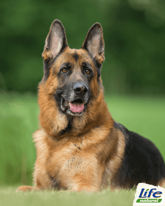 La storia del pastore tedesco, il cane dai mille talenti