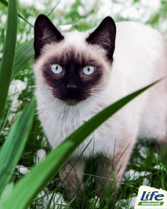 La Grazia e l’Eleganza del Gatto Siamese: Un’affascinante Razza Felina