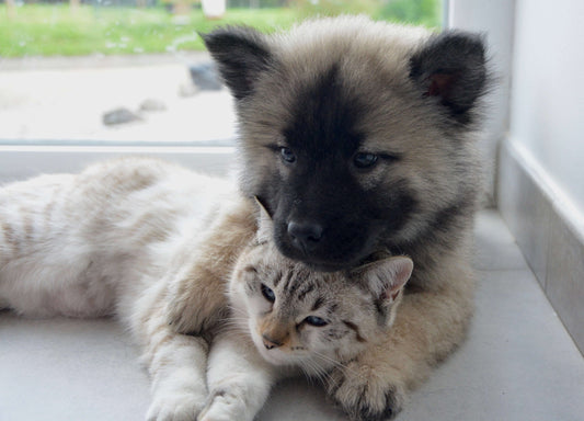 Cani e gatti a Capodanno: cosa fare durante i botti