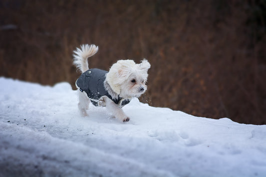 Con il cane sulla neve: consigli per divertirsi insieme.